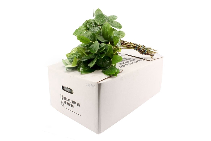 <h4>SALAL TIPS WHITE BOX</h4>