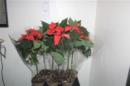 <h4>Euphor P Chr Eve 5+</h4>