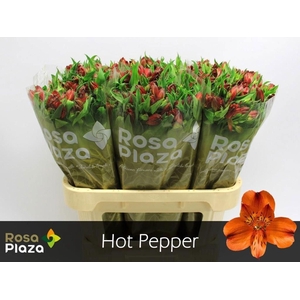 ALSTR HOT PEPPER ALSTR HOT PEPPER