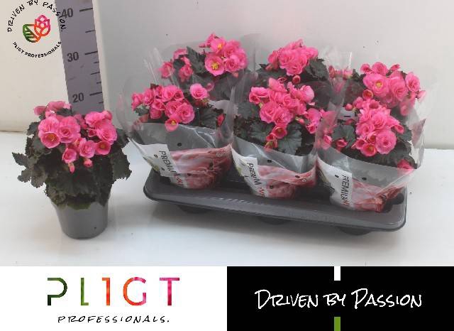<h4>BEG HL ADONIA PINK</h4>