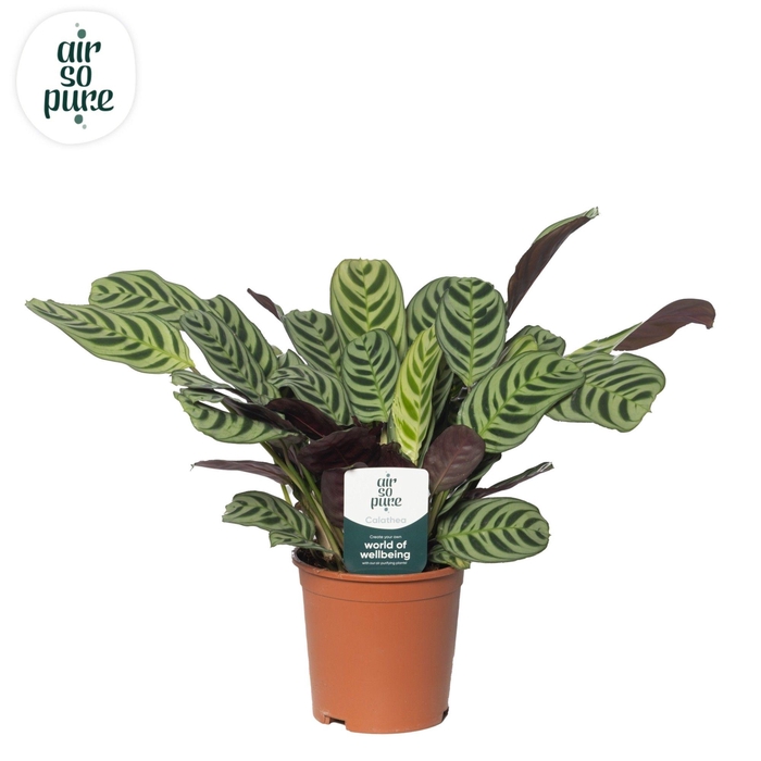 <h4>Ctenanthe Burle Marxii</h4>