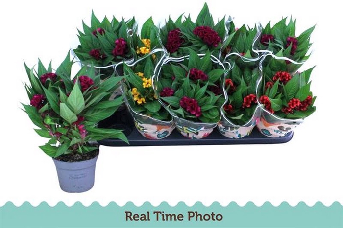 Celosia C Twisted Mix