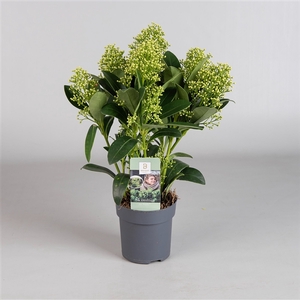 Skimmia Finchy 4-6