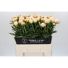 Paeonia In Full Sail