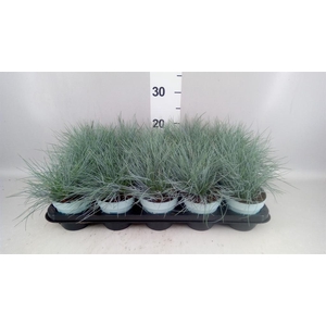 Festuca glauca 'Compacta Blue'