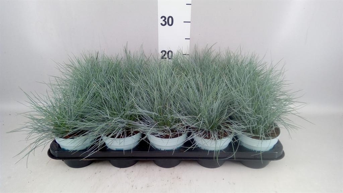 <h4>Festuca glauca 'Compacta Blue'</h4>