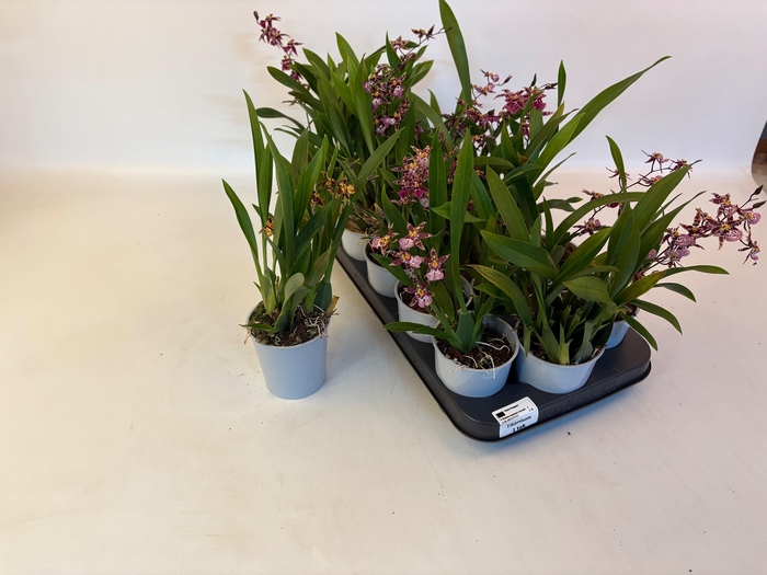 <h4>ORCHIDEEEN OVERIG</h4>