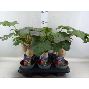 Jatropha podagrica