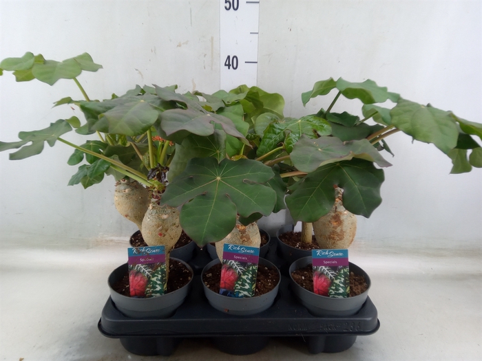 <h4>Jatropha podagrica</h4>