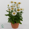 Leucanthemum maximum Lacrosse 17Ø 30cm