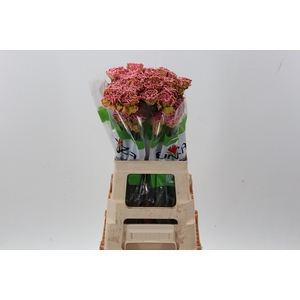 Di St Klb Hortensia Funza