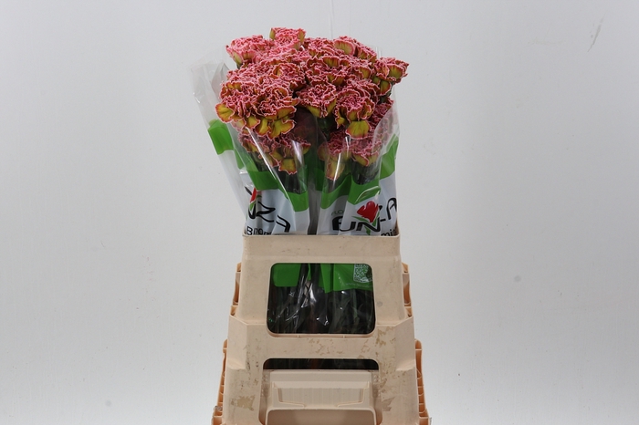 <h4>Di St Klb Hortensia Funza</h4>
