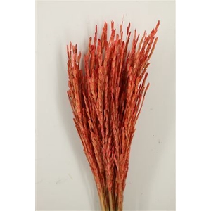 Dried Rice Oryza Red Bunch