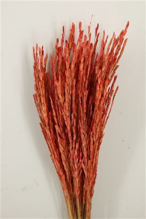 <h4>Dried Rice Oryza Red Bunch</h4>