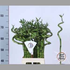 Drac Bamboo Spiraal 70 Cm