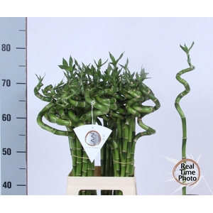 Drac Bamboo Spiraal 70 Cm