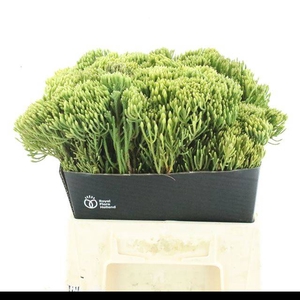 KAAPS GROEN