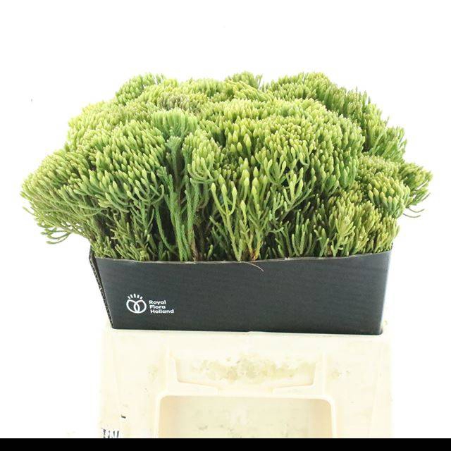 <h4>KAAPS GROEN</h4>