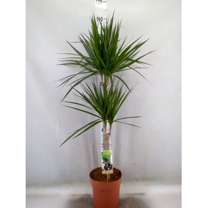 Dracaena marg.
