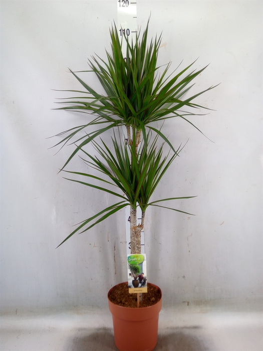 <h4>Dracaena marg.</h4>
