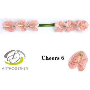 Anth A Cheers 6 Small Pack