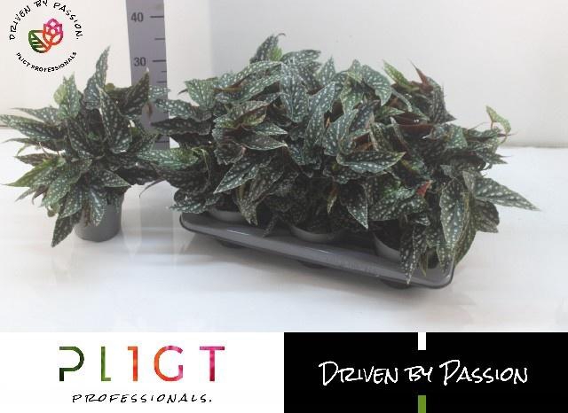 <h4>BEG MA SPOTL GREEN</h4>