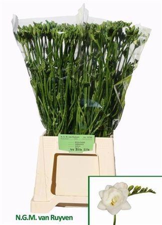 <h4>Fr Du Belleville Extra</h4>