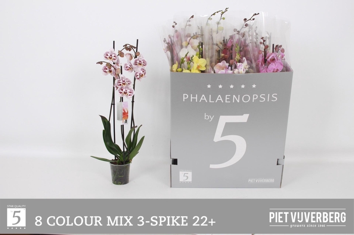 <h4>PHAL GEM 8 KL</h4>