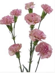 <h4>Di Tr Mocca Sweet</h4>