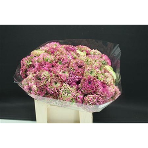 Cl Pon-pon Malva 566