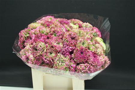 <h4>Cl Pon-pon Malva 566</h4>