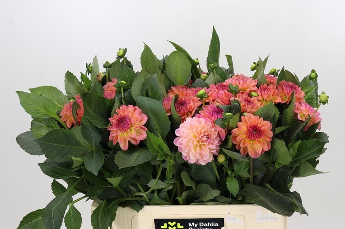 <h4>Dahlia Sebastian</h4>
