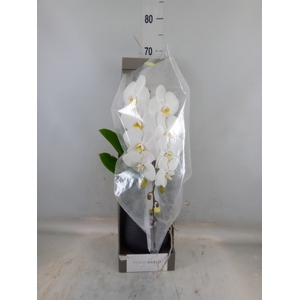 Phalaenopsis   ...white