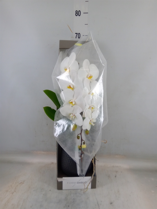 <h4>Phalaenopsis   ...white</h4>