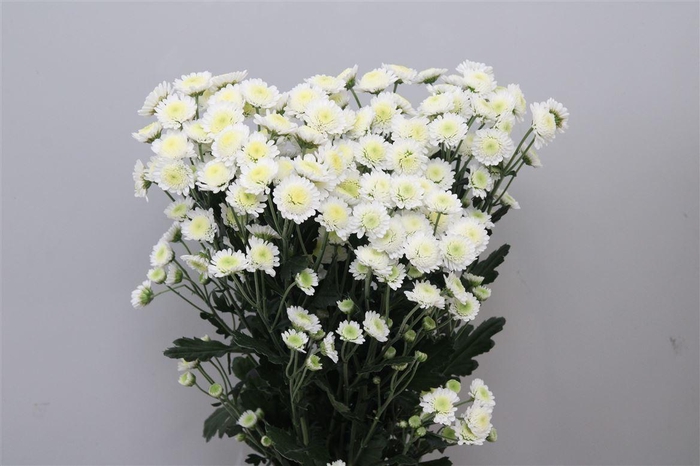 <h4>Chr T Stallion</h4>