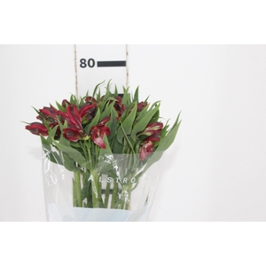ALSTROEMERIA BAHIA 080 CM