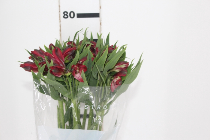 <h4>ALSTROEMERIA BAHIA 080 CM</h4>