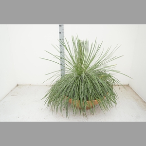 AGAVE OV