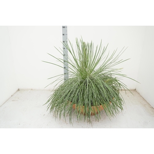 AGAVE OV