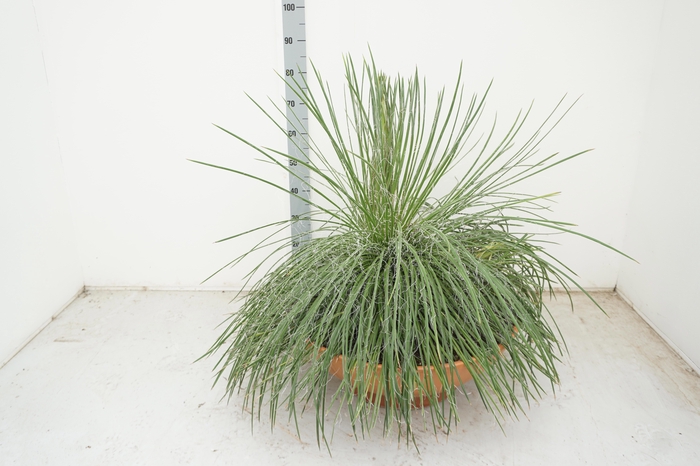 <h4>AGAVE OV</h4>
