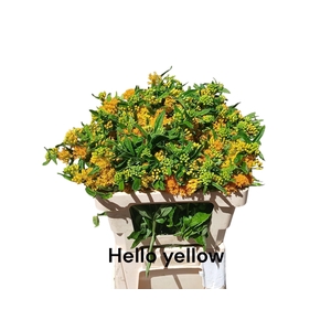Asclepia T Hello Yellow