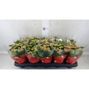 Kalanchoe blos. 'RosDon Nando'