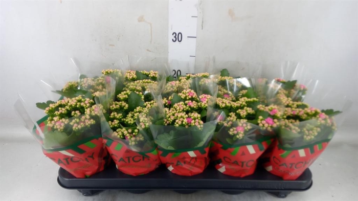 <h4>Kalanchoe blos. 'RosDon Nando'</h4>