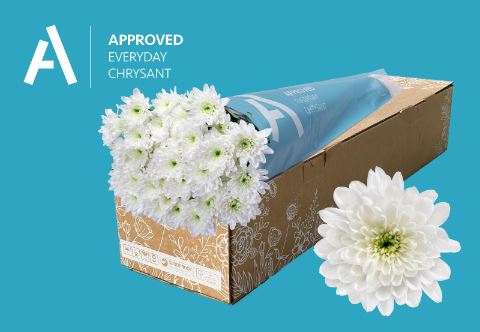 <h4>Chrysanthemum TR 'Baltica'</h4>