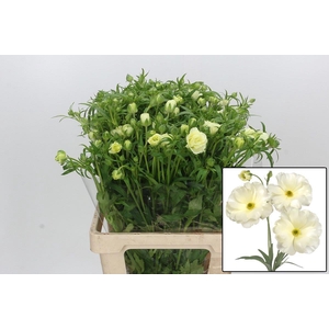 RAN BUTTERFLY GRACES