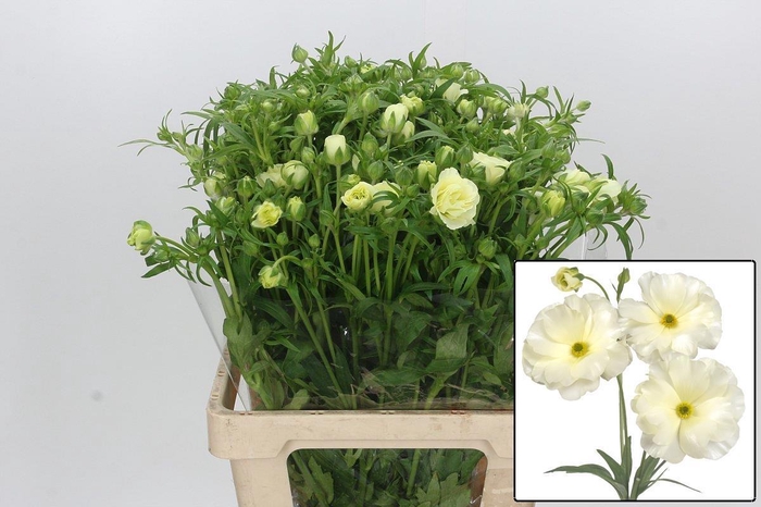 <h4>Ranunculus Butterfly Graces</h4>