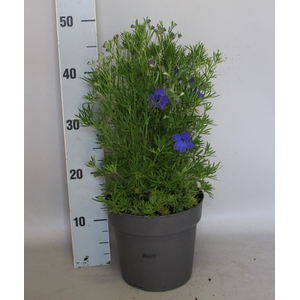 vaste planten 19 cm  Delphinium Boru Blue