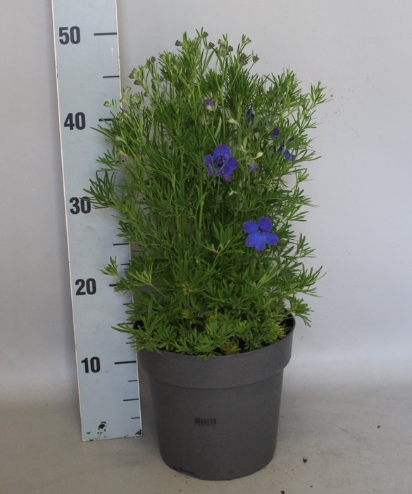 <h4>vaste planten 19 cm  Delphinium Boru Blue</h4>