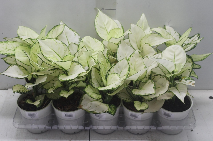 <h4>AGLAONEMA WHITE JOY P12</h4>