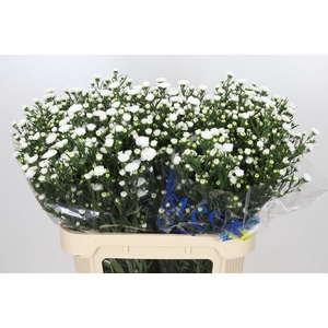 Aster Pretty Wendy